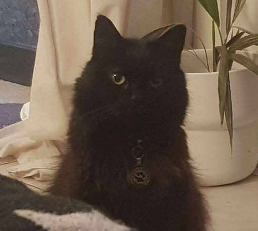 My cat, Salem. His fur is black and brown and fluffy, he has yellow-green eyes and a yellow nametag with a black paw-print symbol on his collar. He is staring slightly off to the right side of the camera and tilting his head slightly to the right.